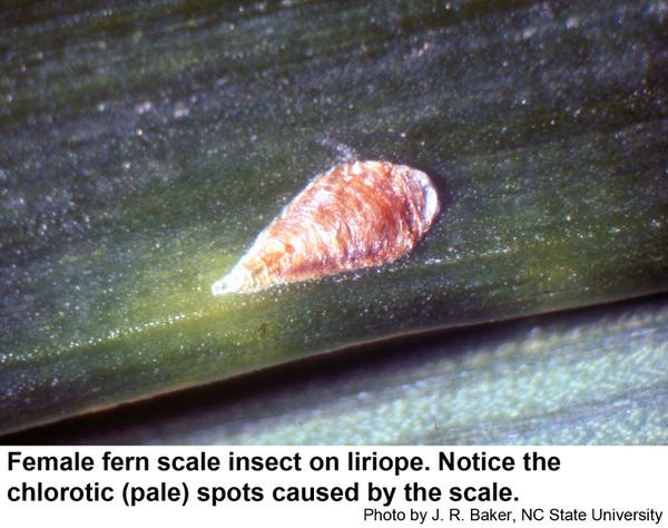 Female fern scale insect on Liriope. Notice the chlorotic (pale) spots caused by the scale